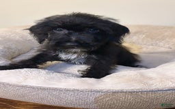 Schnoodle dogs for sale: Ollie - Image 1