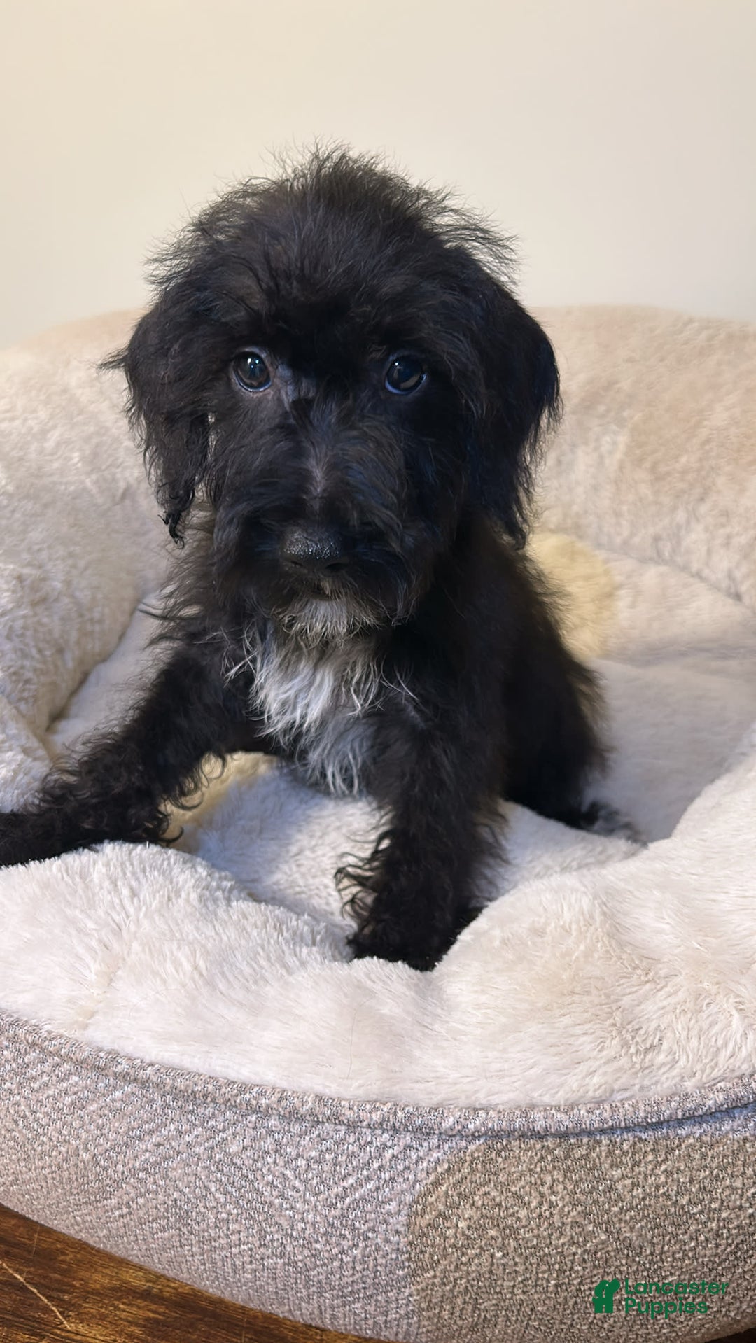 Schnoodle dogs for sale: Ollie - Image 1