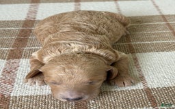 Standard Poodle dogs for sale: Lilo - Image 1