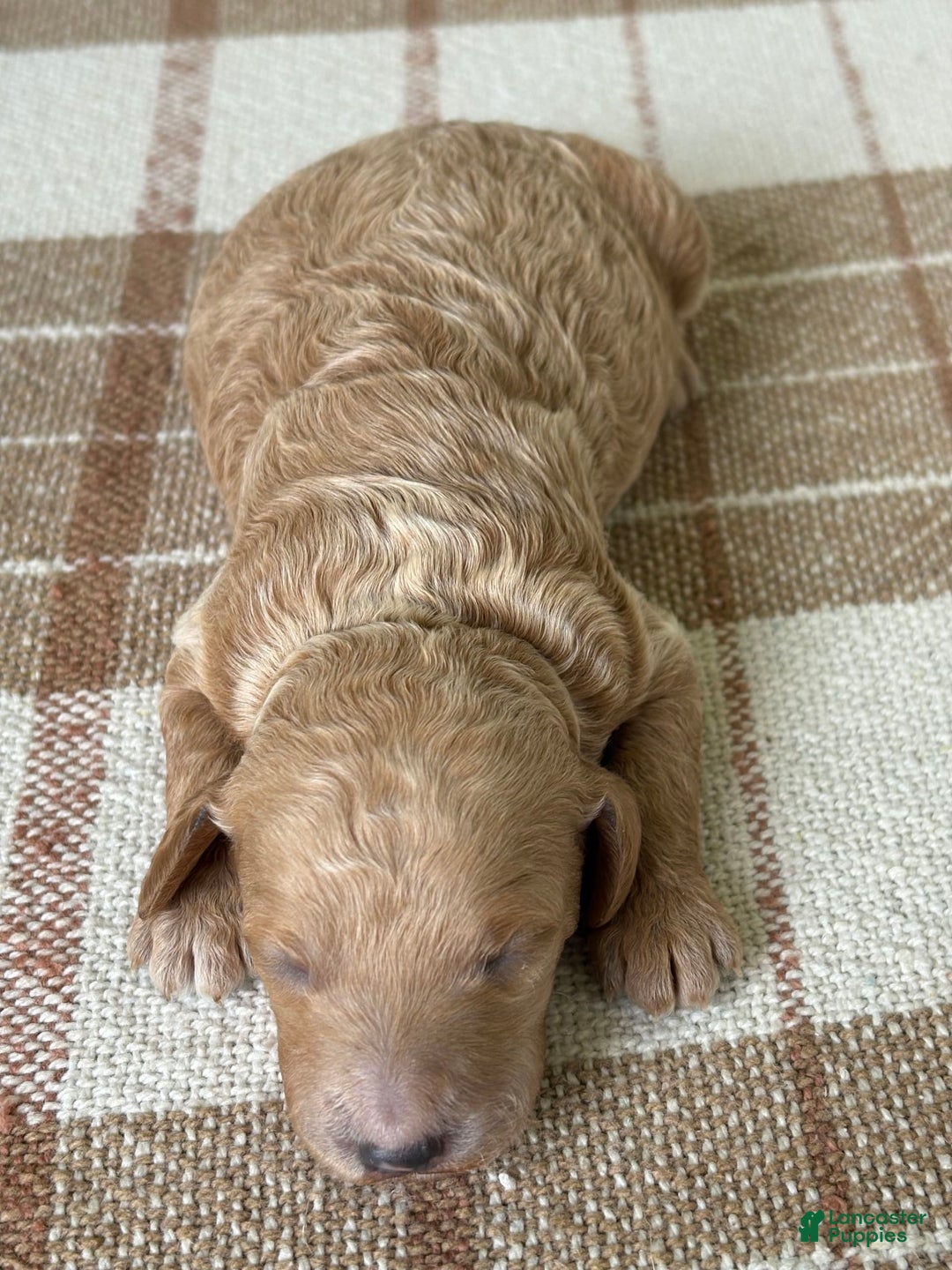 Standard Poodle dogs for sale: Lilo - Image 1
