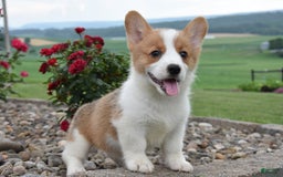 Welsh Corgi Pembroke dogs for sale: Lily - Image 2