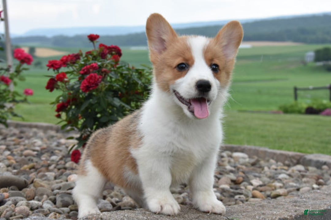 Welsh Corgi Pembroke dogs for sale: Lily - Image 2