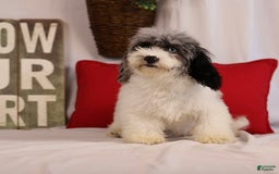 Havapoo dogs for sale: Calvin - Image 7