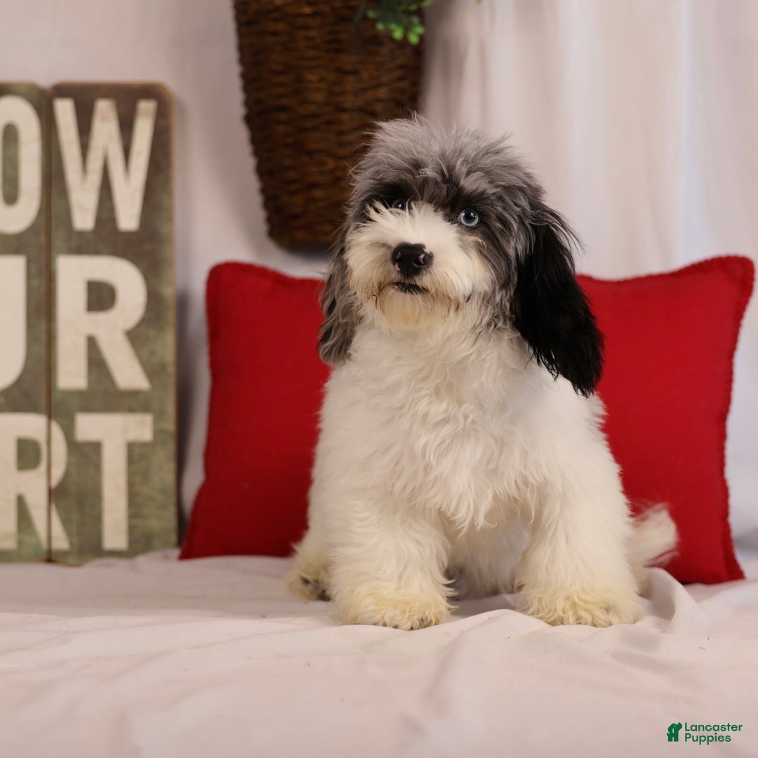 Havapoo dogs for sale: Calvin - Image 7