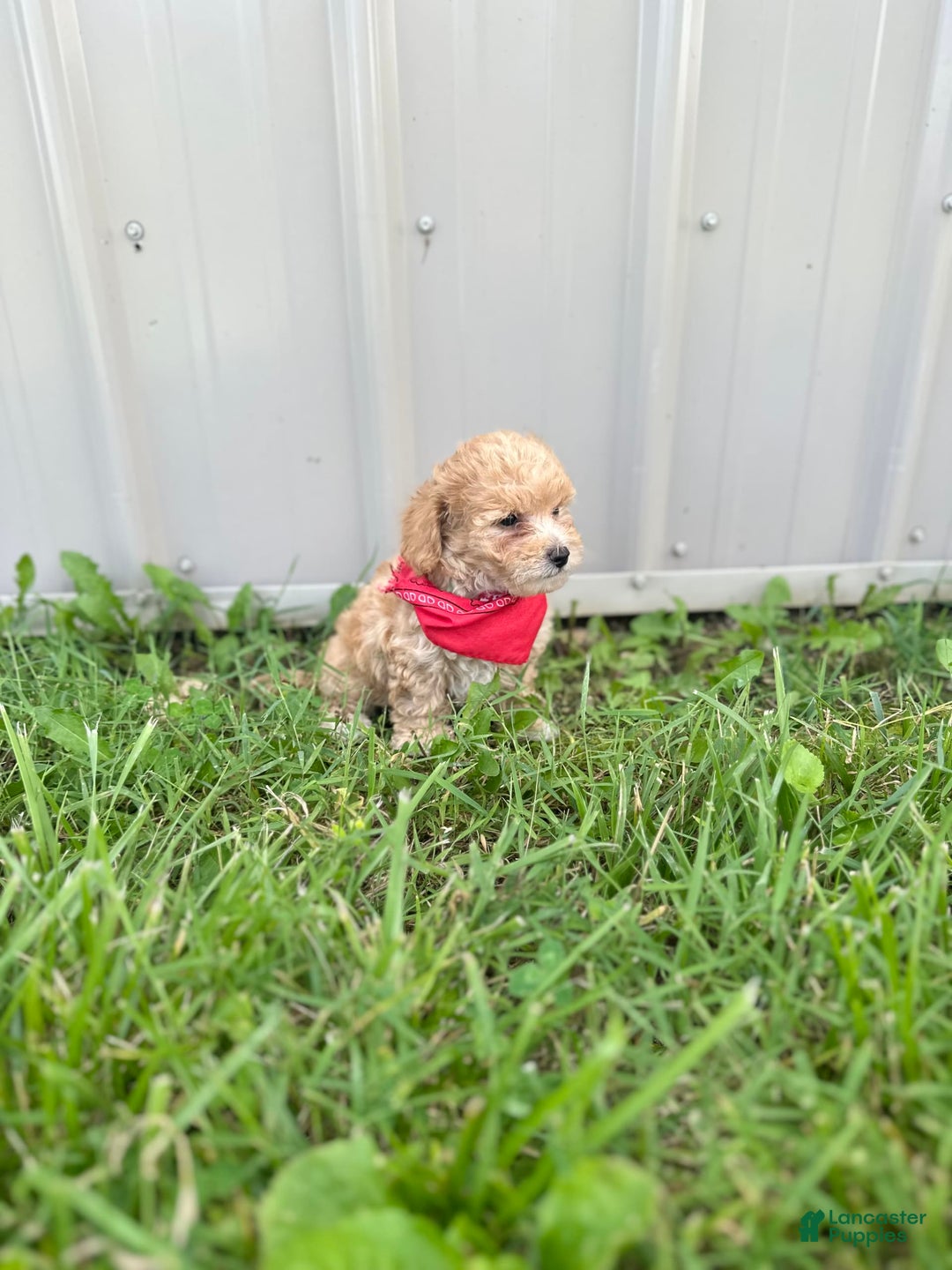 Bichpoo dogs for sale: Cashton - Image 4