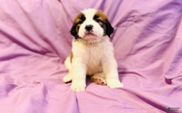 Saint Bernard dogs for sale: 14 Saints Available - Image 7