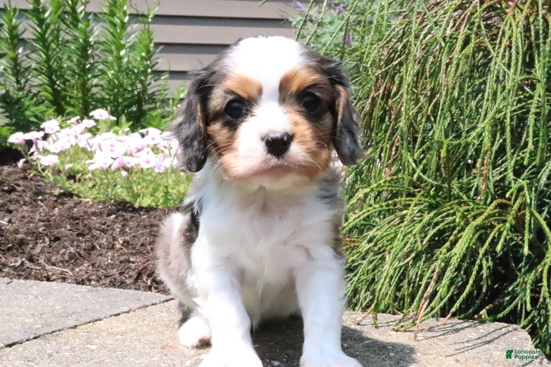 Cavalier King Charles Spaniel dogs for sale: Cavalier King Charles Spaniel 3 puppies - Image 2