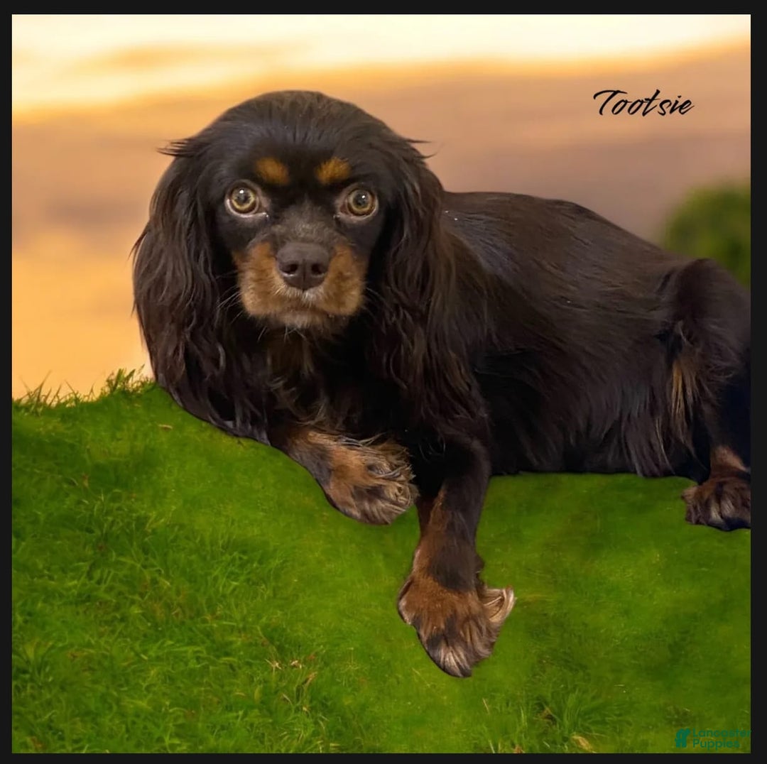 Cavalier King Charles Spaniel dogs for sale: Willow - Image 5