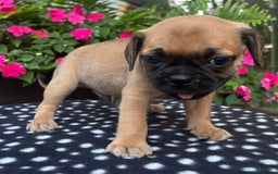 Puggle dogs for sale: Elmo - Image 5