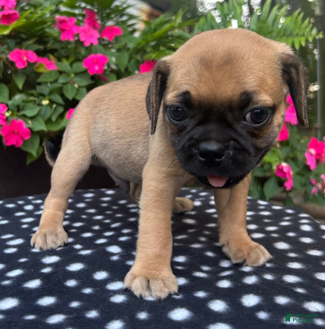 Puggle dogs for sale: Elmo - Image 5