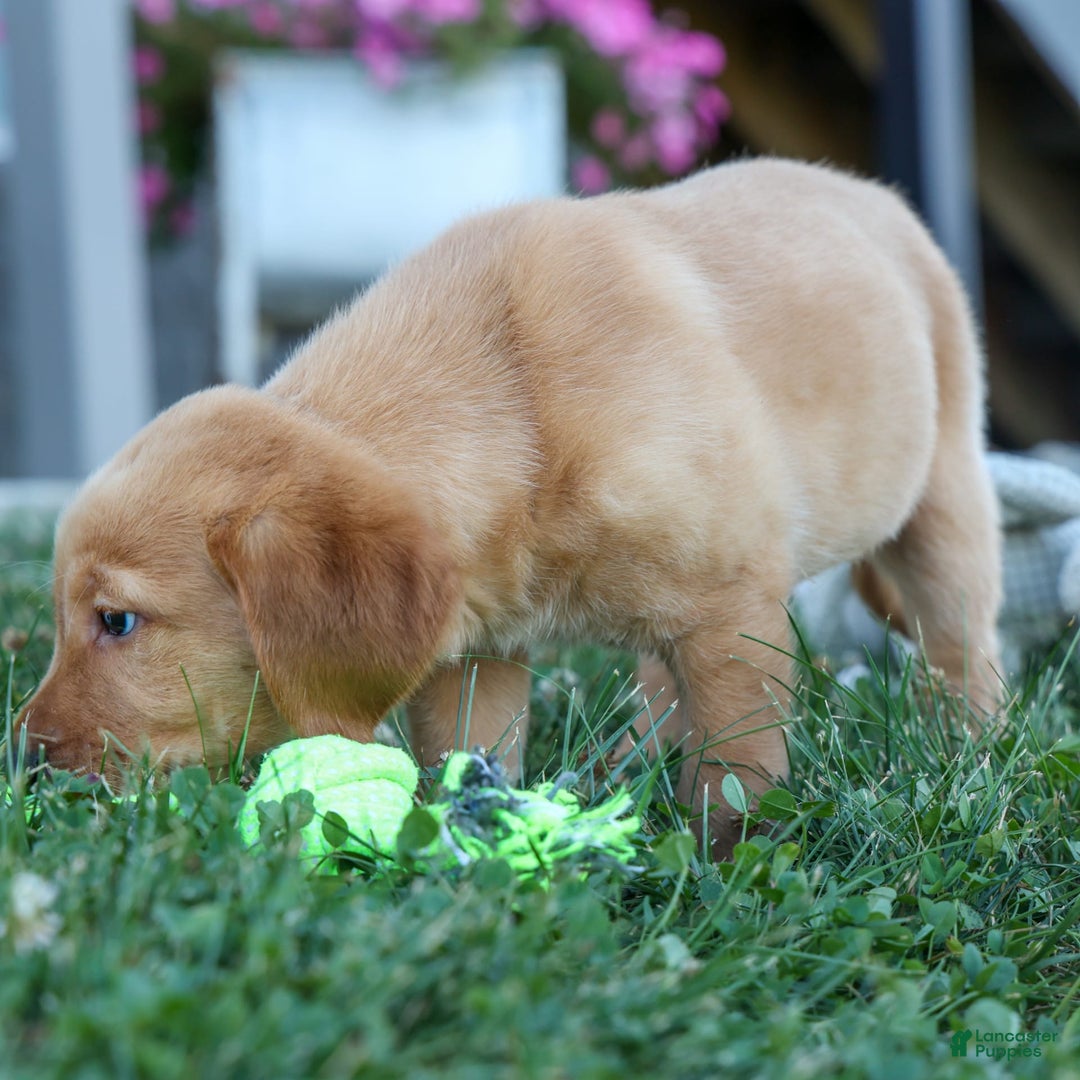 Labrador Retriever dogs for sale: Gus - Image 20