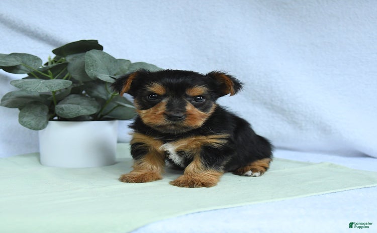 Yorkshire Terrier dogs for sale - Ad 2