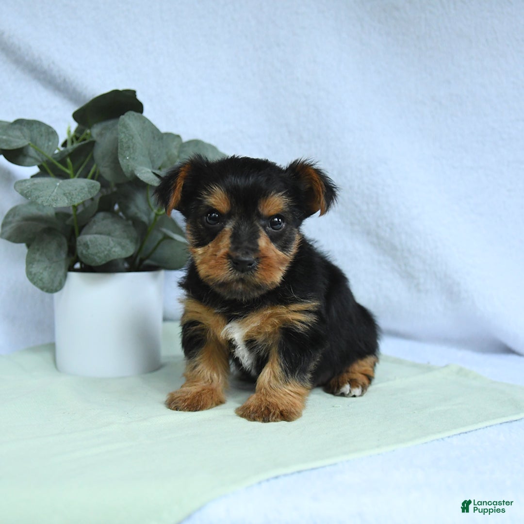 Yorkshire Terrier dogs for sale: Emmett - Image 1