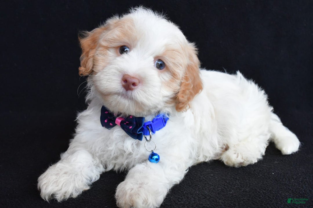 Havapoo dogs for sale: Montey - Image 3