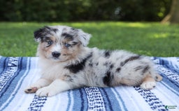 Australian Shepherd dogs for sale: Georgia - Image 8