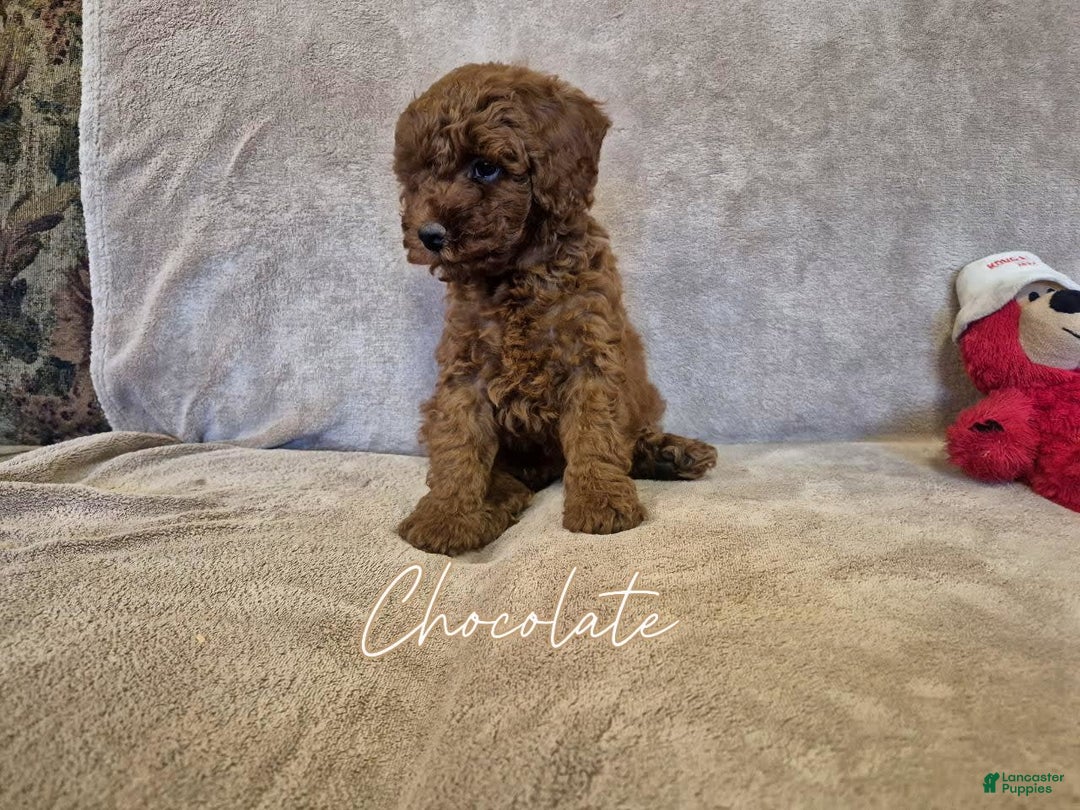 Miniature Poodle dogs for sale: Chocolate - Image 1