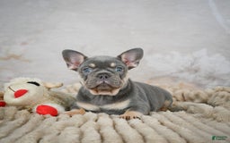 French Bulldog dogs for sale: Ivy - Image 4
