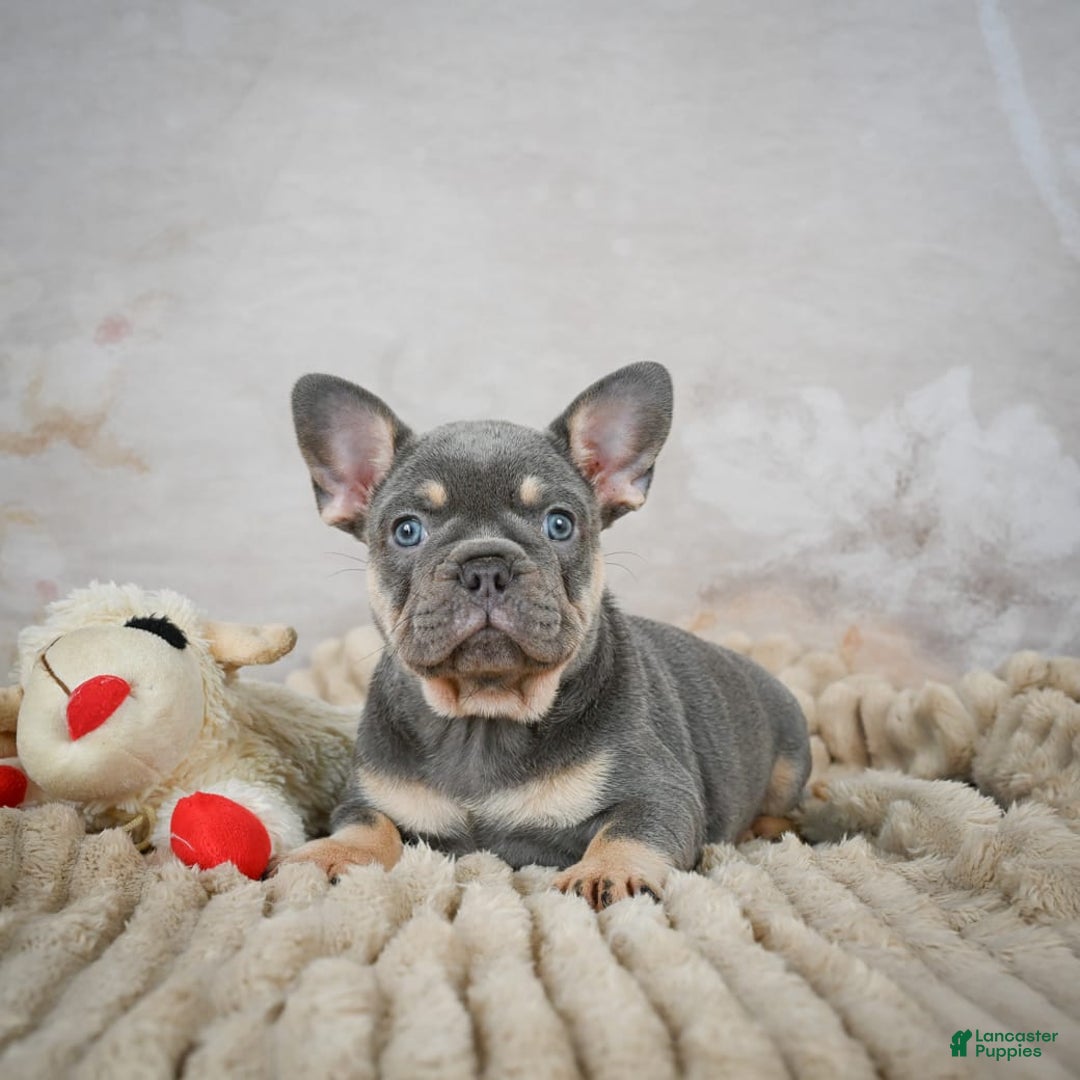 French Bulldog dogs for sale: Ivy - Image 4