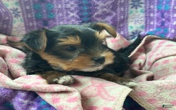 Yorkshire Terrier dogs for sale: Bingo - Image 3