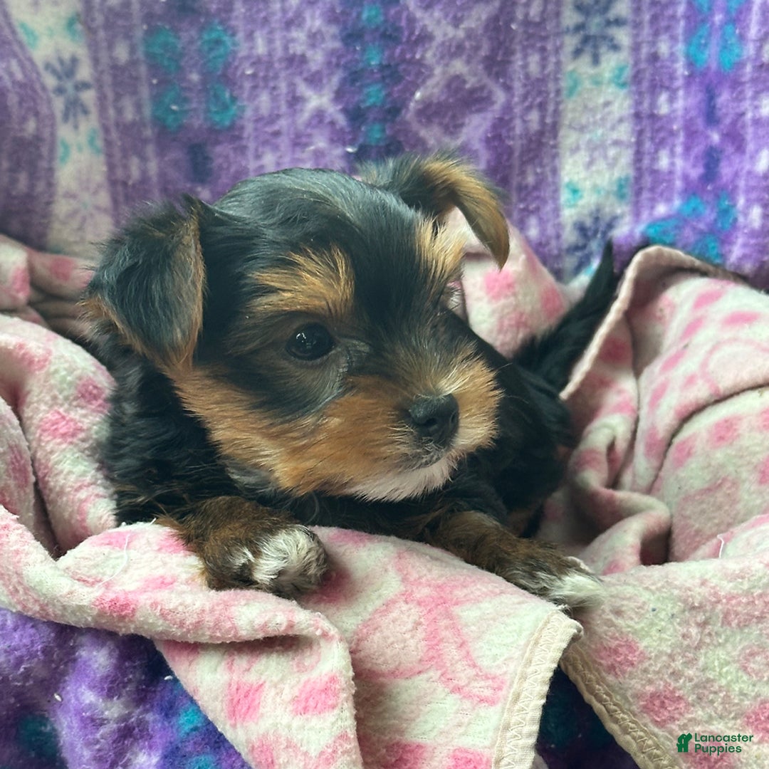Yorkshire Terrier dogs for sale: Bingo - Image 3