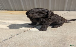 Standard Poodle dogs for sale: Peanut - Image 8