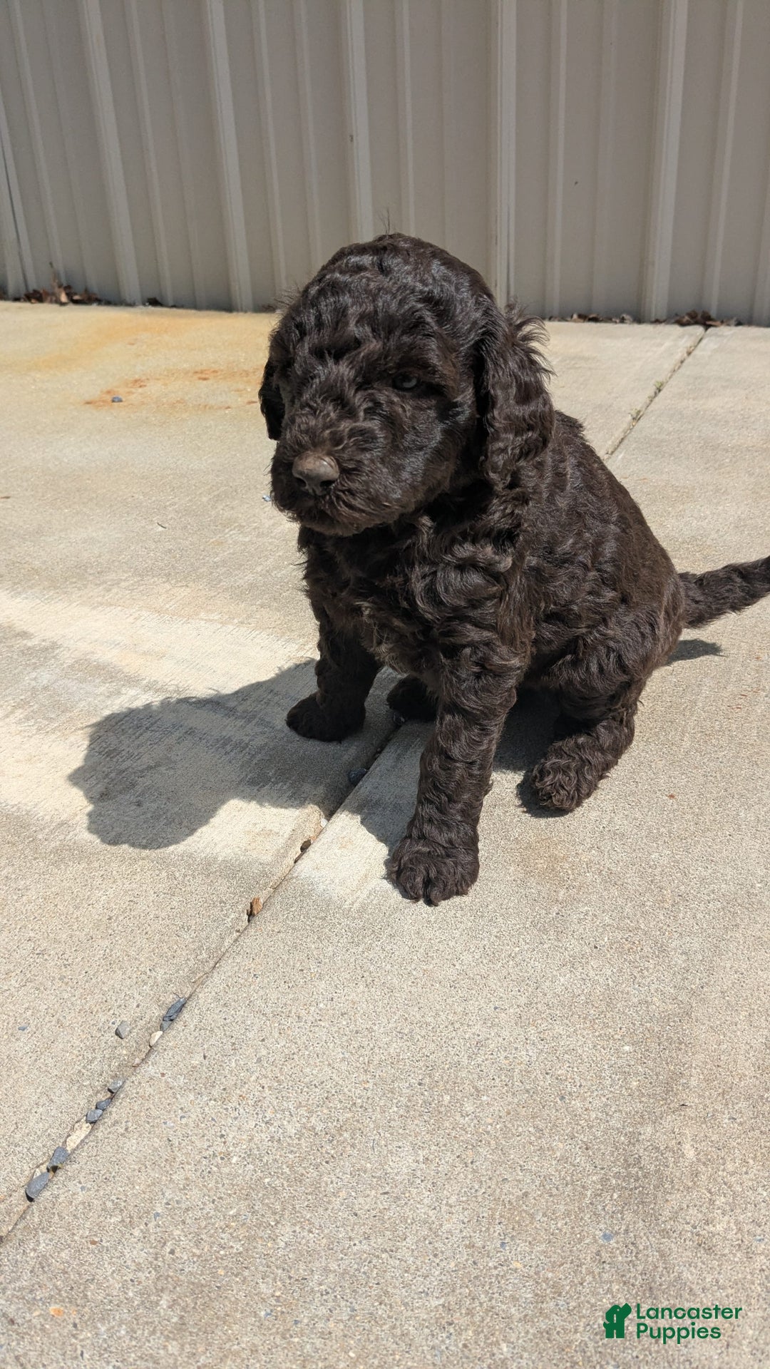Standard Poodle dogs for sale: Peanut - Image 8