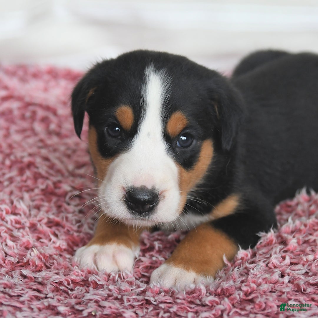 Greater Swiss Mountain Dog dogs for sale: Copper - Image 5
