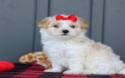 Maltipoo dogs for sale: Rubble - Image 5