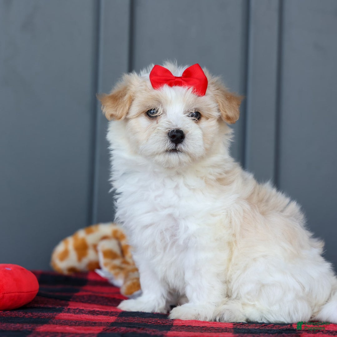 Maltipoo dogs for sale: Rubble - Image 5