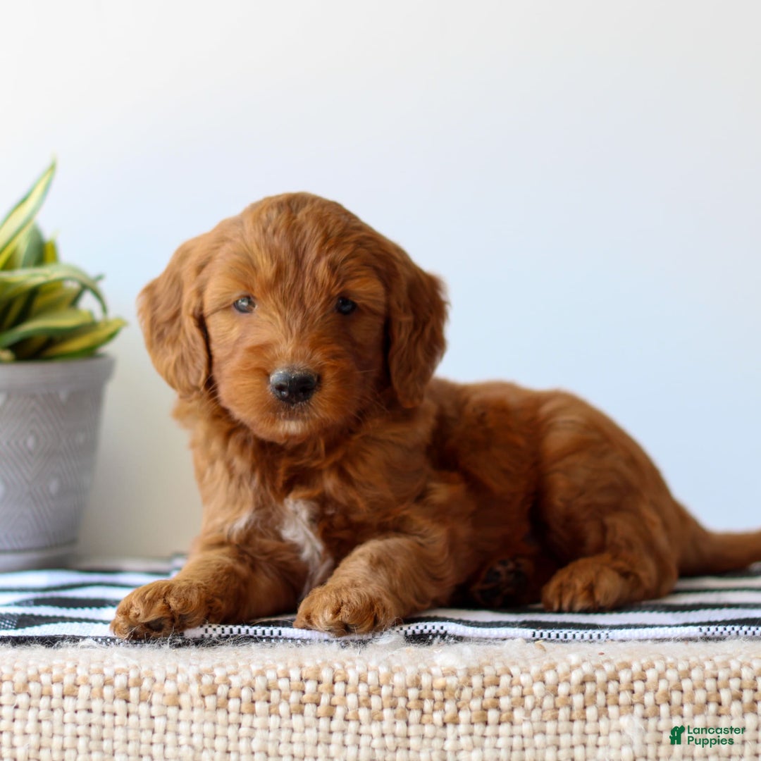 Goldendoodle dogs for sale: Rusty - Image 4