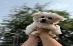 Bichon Frise dogs for sale: Prince - Image 3