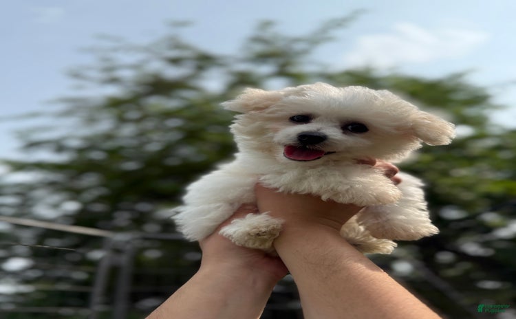 Bichon Frise dogs - Advert 25