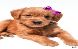 Mini Goldendoodle dogs for sale: Tiny - Image 5