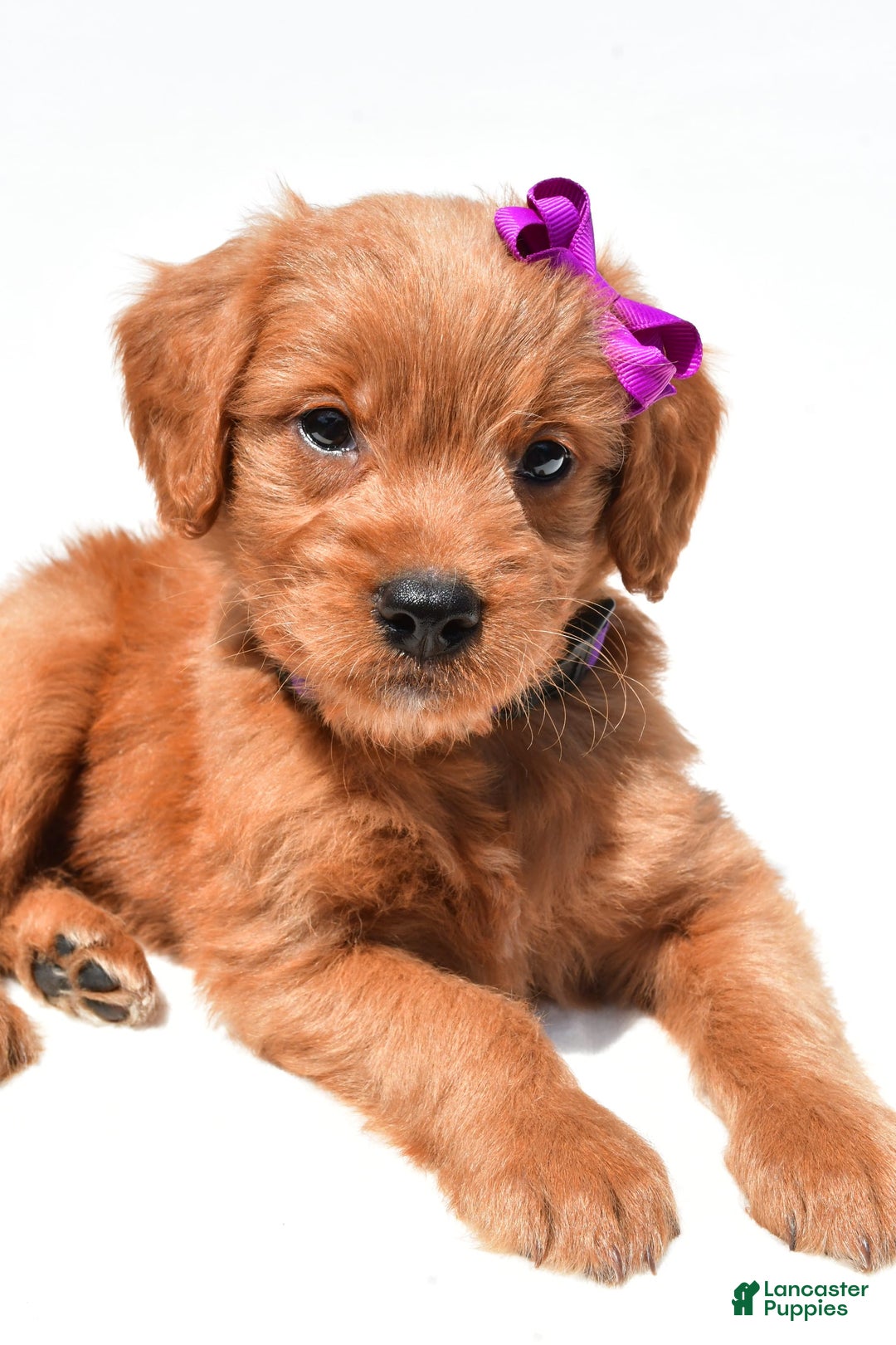Mini Goldendoodle dogs for sale: Tiny - Image 5