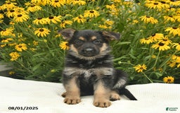 German Shepherd dogs for sale: Rosemary - Image 3