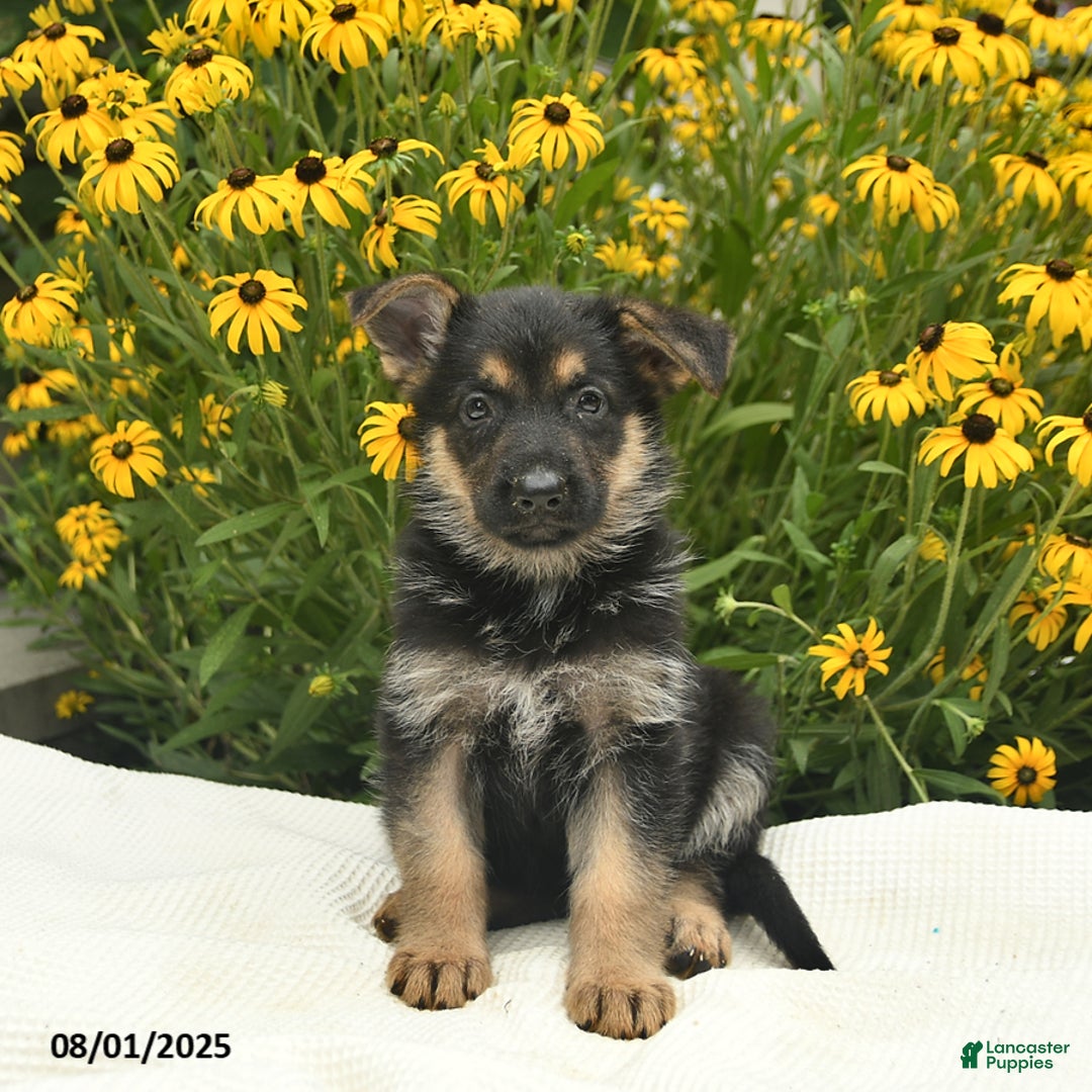 German Shepherd dogs for sale: Rosemary - Image 3