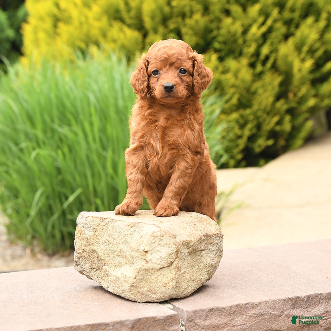 Cockapoo dogs for sale: Evan - Image 1