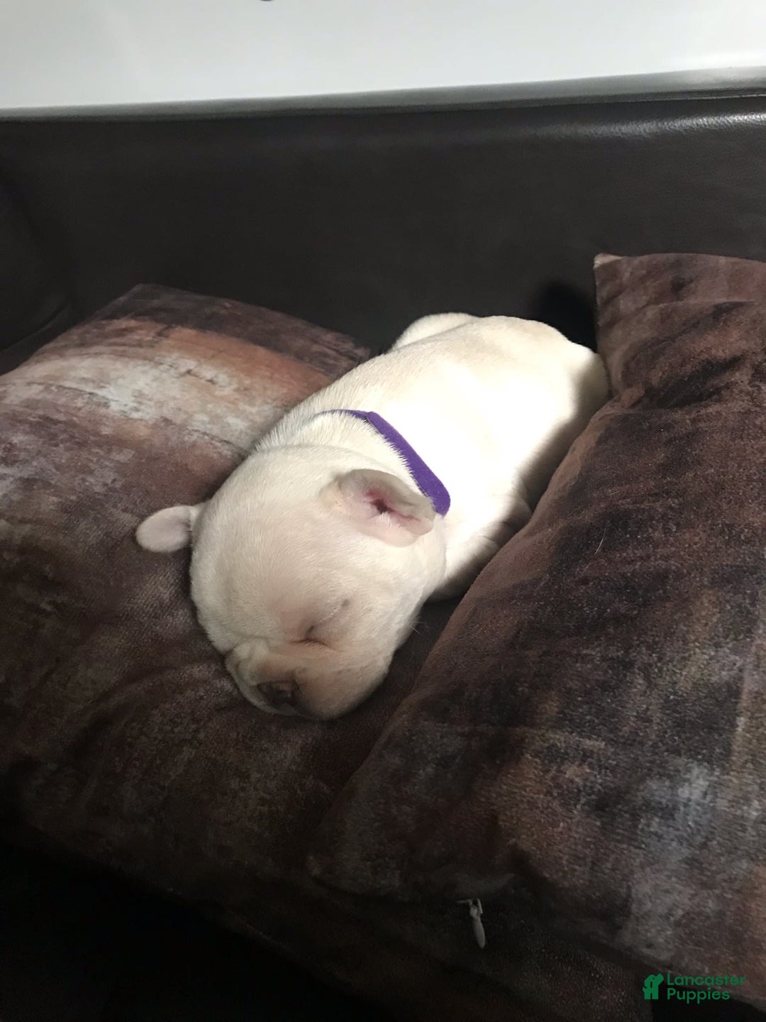 French Bulldog dogs for sale: Hera - Image 2