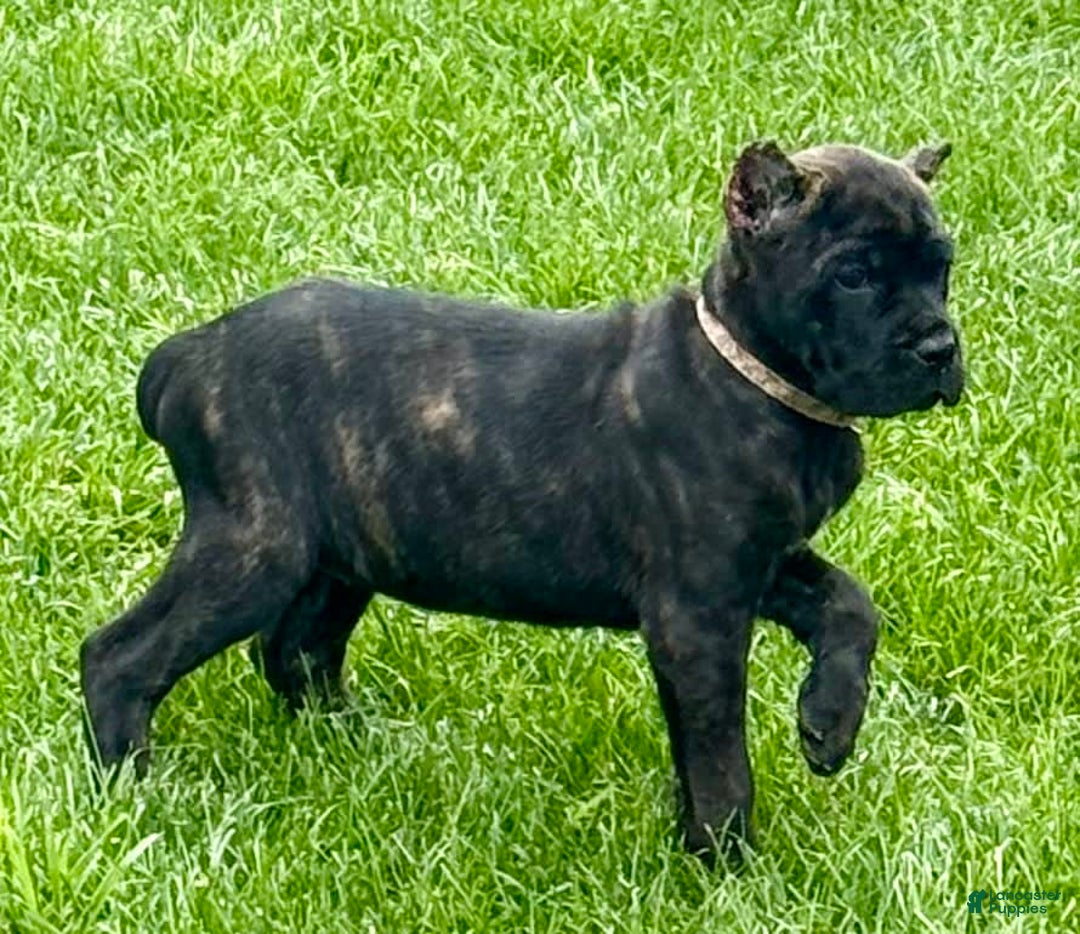 Cane Corso dogs for sale: Bonnie - Image 8