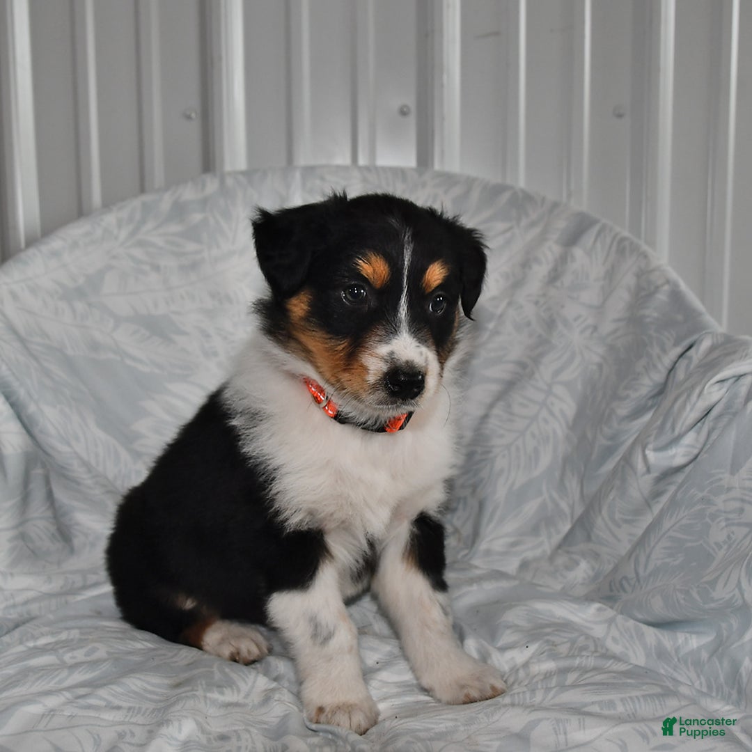 Australian Shepherd dogs for sale: Cookie - Image 2