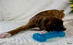 Boxer dogs for sale: Bruno - Image 3