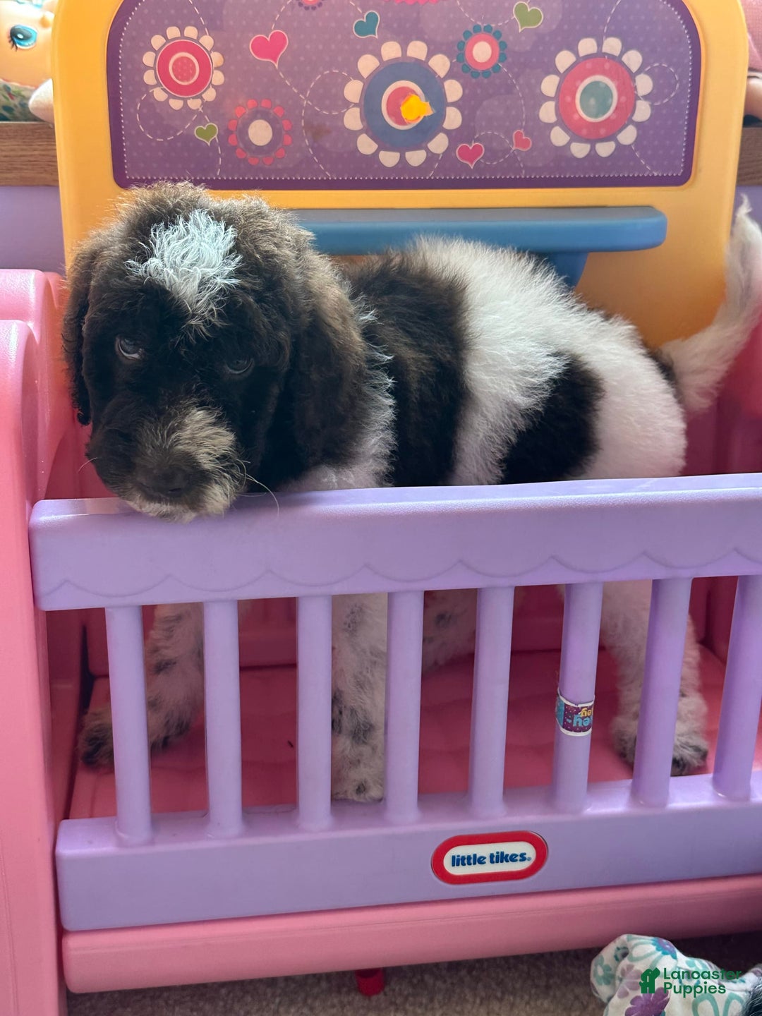 Aussiedoodle dogs for sale: Aussiedoodle 7 puppies - Image 9