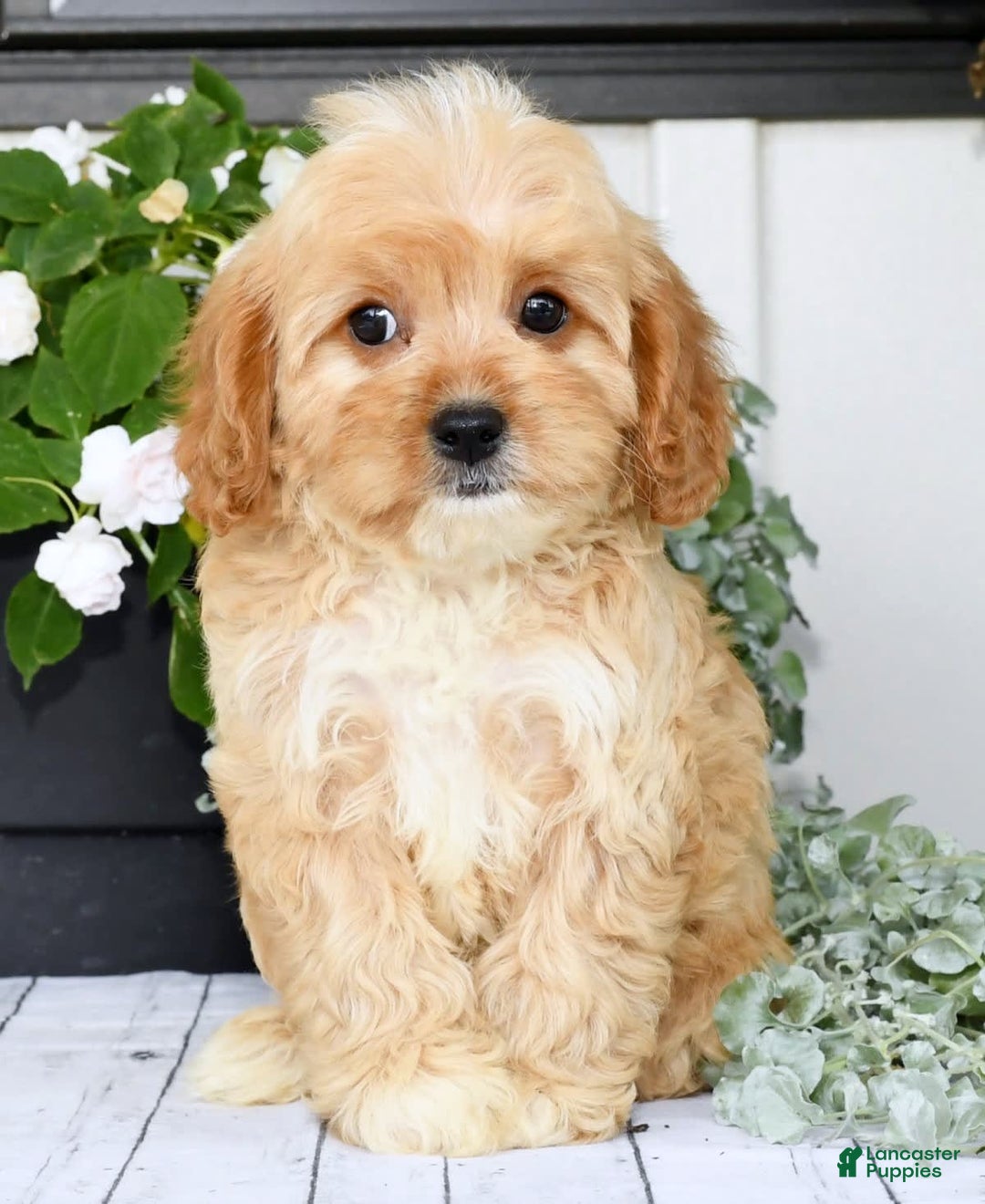 Cavapoo dogs for sale: Brandon - Image 1