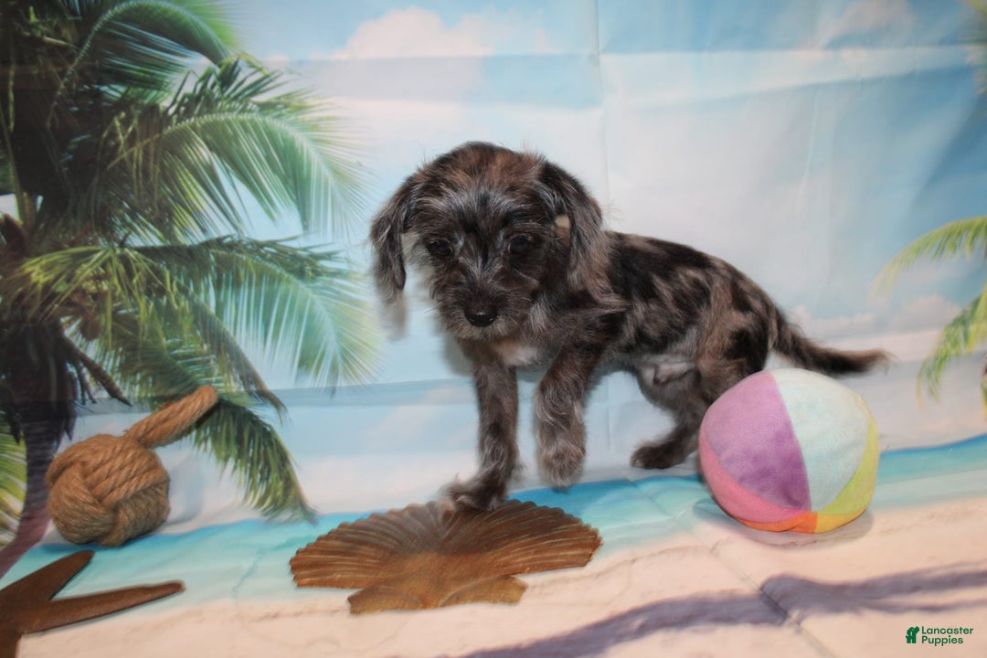 Schnoodle dogs for sale: Galaxy - Image 3