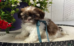 Shih Tzu dogs for sale: Boomer - Image 3