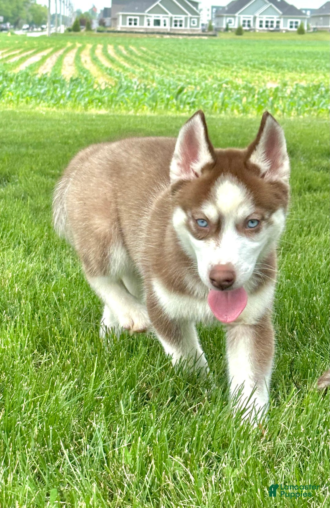 Siberian Husky dogs for sale: Howie - Image 1