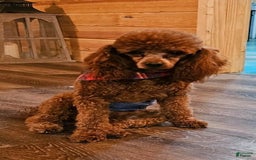 Miniature Poodle dogs for sale: Chase - Image 18