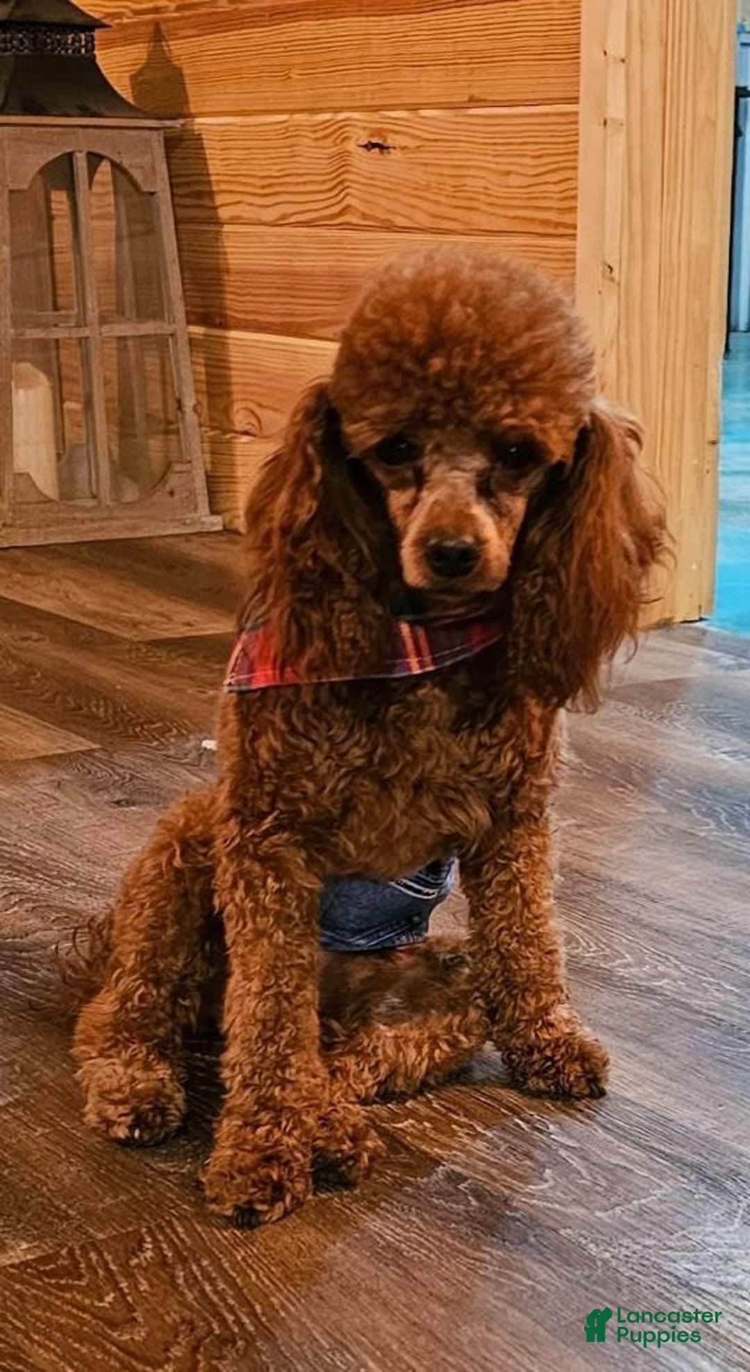 Miniature Poodle dogs for sale: Chase - Image 18