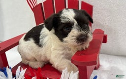 Miniature Schnauzer dogs for sale: Paisley Female 1 Liver Parti - Image 4