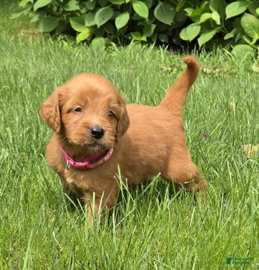 Goldendoodle dogs for sale: Rosie - Image 15